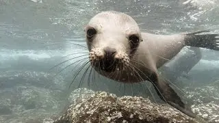 GoPro: Gal&aacute;pagos Sea Lions