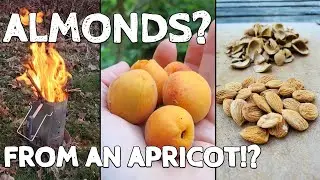 Saving and Tasting Sweetheart Apricots