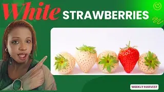 White Strawberries &ndash; The Rare & Exotic Berry You NEED to Try!