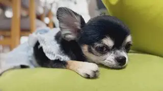 Let's relax together - Torajiro & Nene