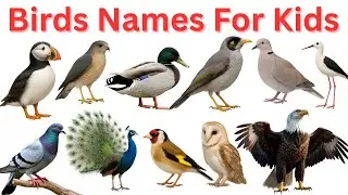 20 Amazing Birds for Kids | Learn Bird Names & Fun Facts!