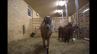 Angel Valley Farm LIVE &ndash; Exciting Animal Journey You Just Can&rsquo;t Stop Watching 🐐🦙🦜
