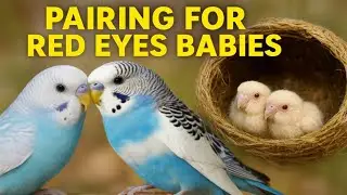 Perfect Budgie Pairing for Red Eye Babies 💕 |  My Pets Journey 