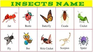 Insects Name In English | Insects Name With Picture | कीड़े मकोड़े के नाम | Insects Name In Hindi