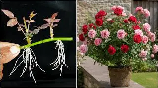 Using aloe vera for growing rose plant at home | Simple home gardening idea