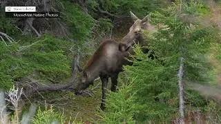 BIG BULL MOOSE GETS FRUSTRATED | MooseMan Nature Photos Video