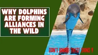 Top Marine Biologist Reveals Secret To Dolphin Alliances | #animals