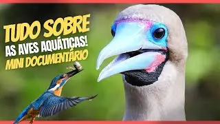 Aves aqu&aacute;ticas - Tipos, caracter&iacute;sticas, nomes e exemplos