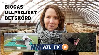 ATL TV: Lönsamt med egen biogas • Svensk ull i modebranschen • Rekordsen betskörd
