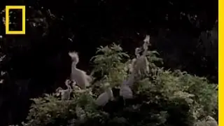 Snowy Egret's Nest | National Geographic