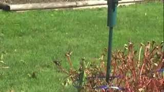 Mantis vs Butterfly