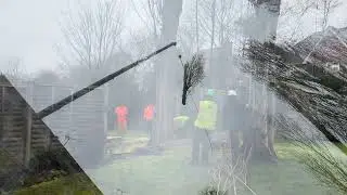 Full video of TPO Poplar tree removals by crane over house. 9 x 40m trees 4k