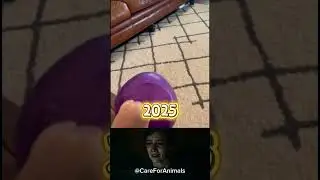 2025 vs 2024 😢 #pets #dog #dogshorts #shortsfeed #shortvideo #shorts