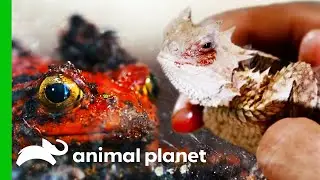 These Tiny Creatures Have Some Unbelievable Abilities! | Little Giants | Compilation