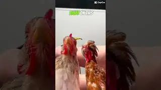 How to Finish off Tying a Fly Fly Vision Shorts chickens MOV