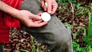 Magic Mushrooms with Alan Muskat