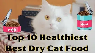 BEST DRY CAT FOOD LATEST REVIEWS | TOP 10 HEALTHIEST DRY CAT FOOD NEVER SEEN BEFORE