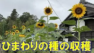 ひまわりの種の収穫