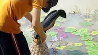 Cambodia Traditional Fishing | traditional Net Fishing, Khmer Net Fishing 2016