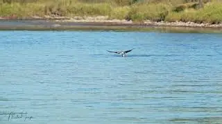 Osprey's successful fishing than the real fisherman @ Bow River, Calgary - September 15, 2023