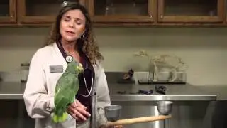 How Much Nail Should I Cut Off on My Parrots? : Exotic Pets