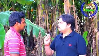 Banana farmers how to solve the problems