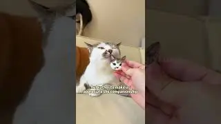 Turn photos into Customized Pet Figure of your fur baby