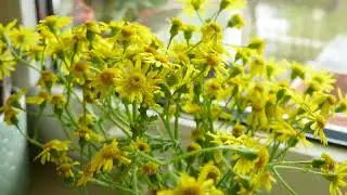 Jacobaea vulgaris - Time Lapse
