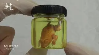 恐怖標本 Specimen　フラスコ Laboratory flask　視線