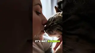 The One Thing Cats Do That Means They Trust You 🐱