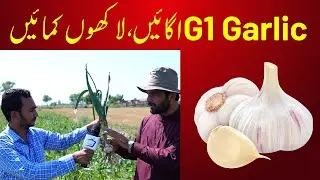 Benefits of NARC G1 Garlic | G1 Garlic Farming in Pakistan | Naya TV