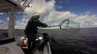 Lappajärvi järvitaimen