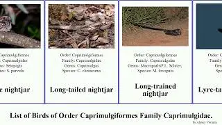 Birds of Order Caprimulgiformes Family Caprimulgidae Nightjar Nighthawk Poorwill eared Pauraque