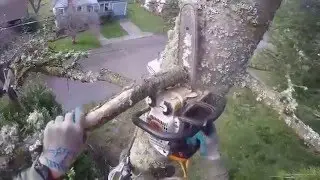 Noble Fir Tree Removal