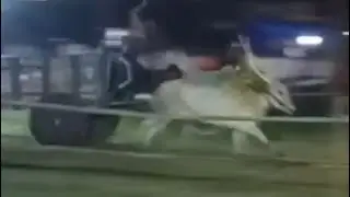 ADRANGI Cow race bannur chamanahalli mysore district