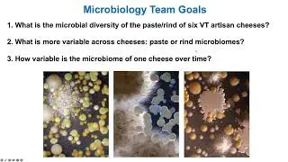 A sensory directed approach to understanding artisan cheese: Microbiology analysis