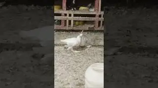 baby white pigeon feeding sound#birds #birdsounds # baby white pigeon
