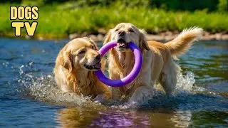 Dog TV: Best Fun & Relaxing TV for Dogs | Stop Boredom and Anxiety with Music for Dogs All Day