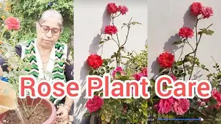 How to grow and care for the Rose Plant (Orange Rose) ll Best Fertilizer for Rose Plants #viralvideo