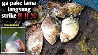 IKAN BARONANG NGUMPUL SEMUA PAKE CARA INI !!! | Tips cepat strike !