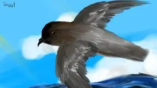 Gray backed Storm Petrel 회색등바다제비 그리기