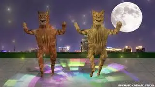 cat shuffle dance