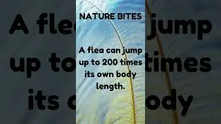 naturebites #factschannel #animalbite #naturecuriosities