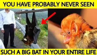 Top 30 Mind-blowing and Knowledgeable Facts About Bats