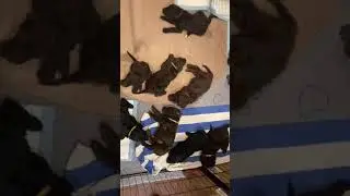Labradoodle Puppy Feeding Time