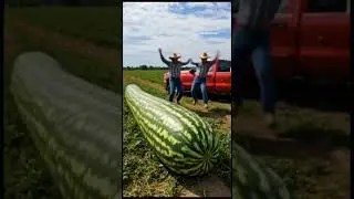 American Farmer Grows Watermelon Like Train