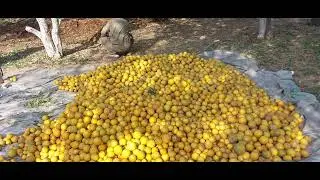 Oranges 🍊 | Orange packing | Oranges Garden Pakistan famous orange 