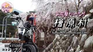#8【ハーレーで行く】人里バス停枝垂桜🌸絶景ランチや和テイストなカフェ