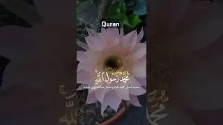 Quran recite Muhammad Rasoolullah PBH is the Prophet #Quran #shorts