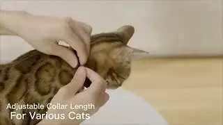 Active Cat Laser Collar
